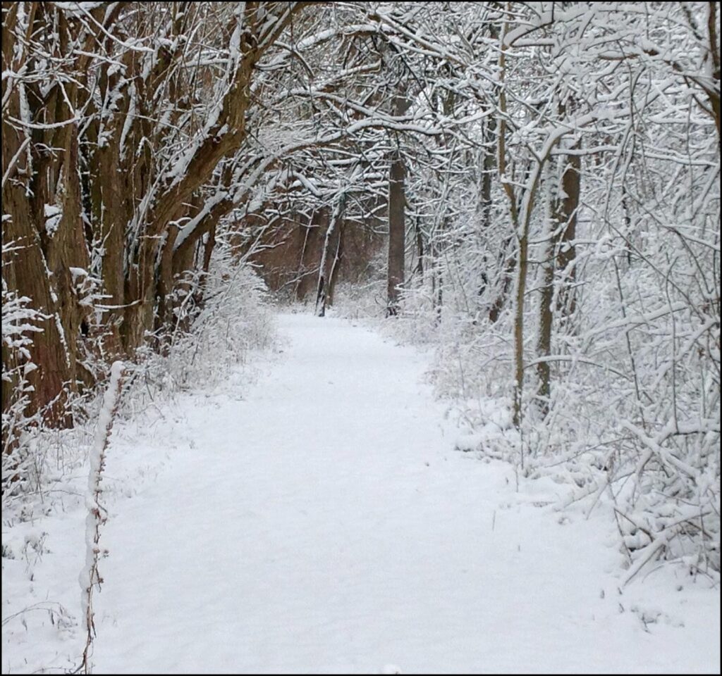 Winter Learning Nature Walk Walking with nature Montessori Parent Education Blog - Montessori Blog - Grumble Services Montessori-inspired Elementary Learning Resources